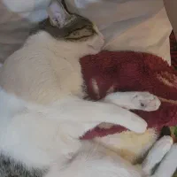 واگذاری ۲ گربه ماده