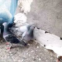 کفتر بوم
