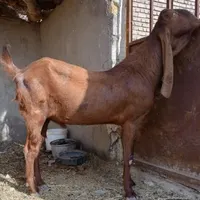 نر بز عرب