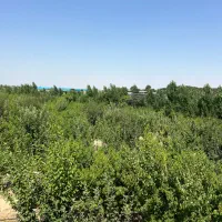 فروش-15000-متر-زمین-با-موقعیت-عالی-سند-تک-برگ