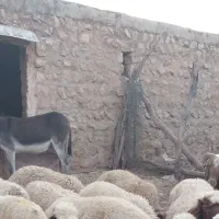 الاغ گله ای