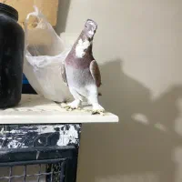 کفتر شازده پا پر نر