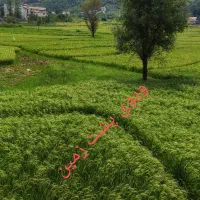 زمین به متراژ ۲۷۳ متر - دو طرف ویلاسازی شده|فروش زمین و ملک کلنگی|اطاقور, |دیوار