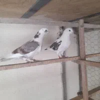 کفتر دهن جور