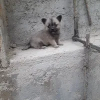 پامر مینیاتوری ماده