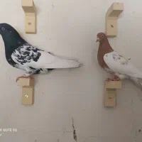 سر سیاه و سر زرد خوشکل