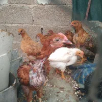 جوجه محلی|حیوانات مزرعه|هندیجان, |دیوار