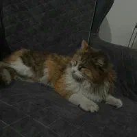 گربه ماده|گربه|کرمان, |دیوار