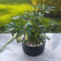 جک ۱۰تنی آبی