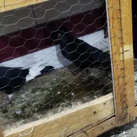 کبوتر|پرنده|شوشتر, |دیوار