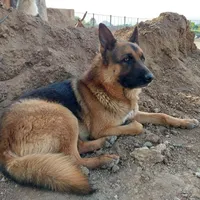 سگ ژرمن|سگ|اصفهان, بوستان ناژوان|دیوار