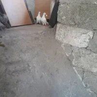 کبوتر باخت رفته|پرنده|رشت, نخودچر|دیوار