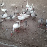 غاز جوان محلی|حیوانات مزرعه|کوهدشت, |دیوار