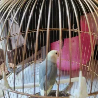 کوتوله برزیلی خوشگل