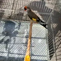 سهره دورگ جوجه معاوضه با رسمی|پرنده|بهارستان, |دیوار