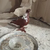 کبوتر الابوغاز نر