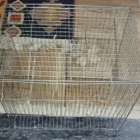 قفس پرنده|لوازم جانبی حیوانات|نقده, |دیوار