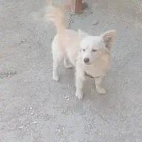 سگ خانگی پا کوتاه