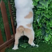 فروش فرنچ بولداگ