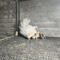 مرغ گلین لری با جوجه|حیوانات مزرعه|هشتگرد, هیو|دیوار