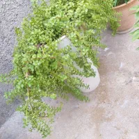 گل خرفه ای|گل مصنوعی|بوشهر, |دیوار
