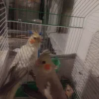 عروس هلندی  یک ماه دستی