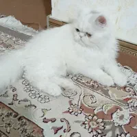 گربه پرشین|گربه|کرمانشاه, |دیوار