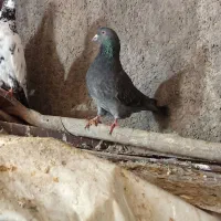 کفتر|پرنده|کوهدشت, |دیوار