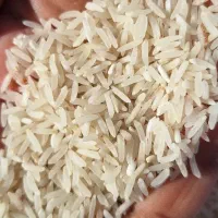 برنج فجر سوزنی 90 روزه درجه یک