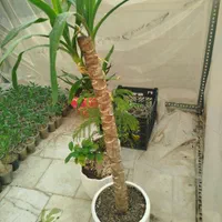 آدنیوم سایز ۶و ۸ قلمه پتوس ارتشی بونسای و کاکتوس|گل و گیاه طبیعی|یزد, |دیوار