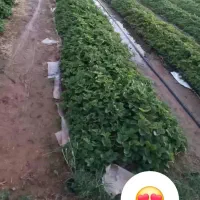 نشا توت فرنگی