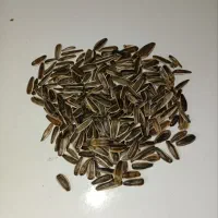 تخمه دان پرنده