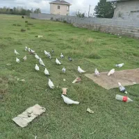 کبوتر پروازی|پرنده|رشت, حومه رشت|دیوار