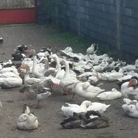 فروش اردک وغاز محلی|حیوانات مزرعه|تالش, طولارود|دیوار