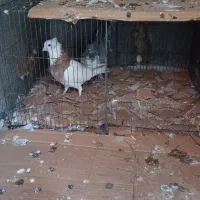 کبوتر طوقی کلاهدار نر پرشی