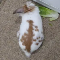 خرگوش گمشده