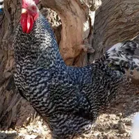جوجه پلیموت راک اصیل وارداتی ارگانیک