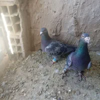 چند جفت کفتر هرکس خواست تا قیمت بدم|پرنده|مه ولات, |دیوار