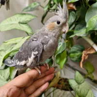 قیمت استثنایی عروس هلندی