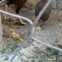 خروس لاری و مرغ شاخدار|حیوانات مزرعه|میناب, |دیوار