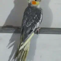 دو عدد عروس