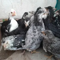 نیمچه و جوجه های گلین