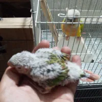 جوجه طوطی گیرینچیک سرلاکی