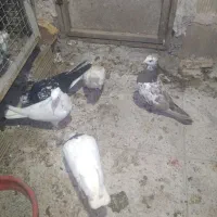 رنگی|پرنده|بهارستان, |دیوار