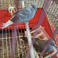 عروس فنچ کبوتر قناری کوتوله|پرنده|تبریز, |دیوار