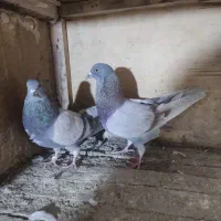 دوجوفت نرماده