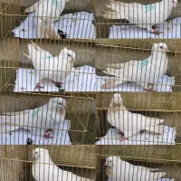 کبوتر تهرانی بلژیکی اکواریوم بخاری...