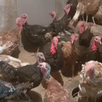 فروش بوقلمو