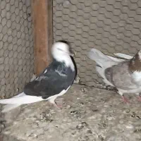 کبوتر|پرنده|زابل, |دیوار