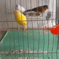 قناری ماده و نر ابلق